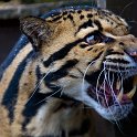 slides/_MG_4051.jpg wildlife, feline, big cat, cat, predator, fur, marking, clouded, leopard, eye, fang WBCS3 - Clouded Leopard